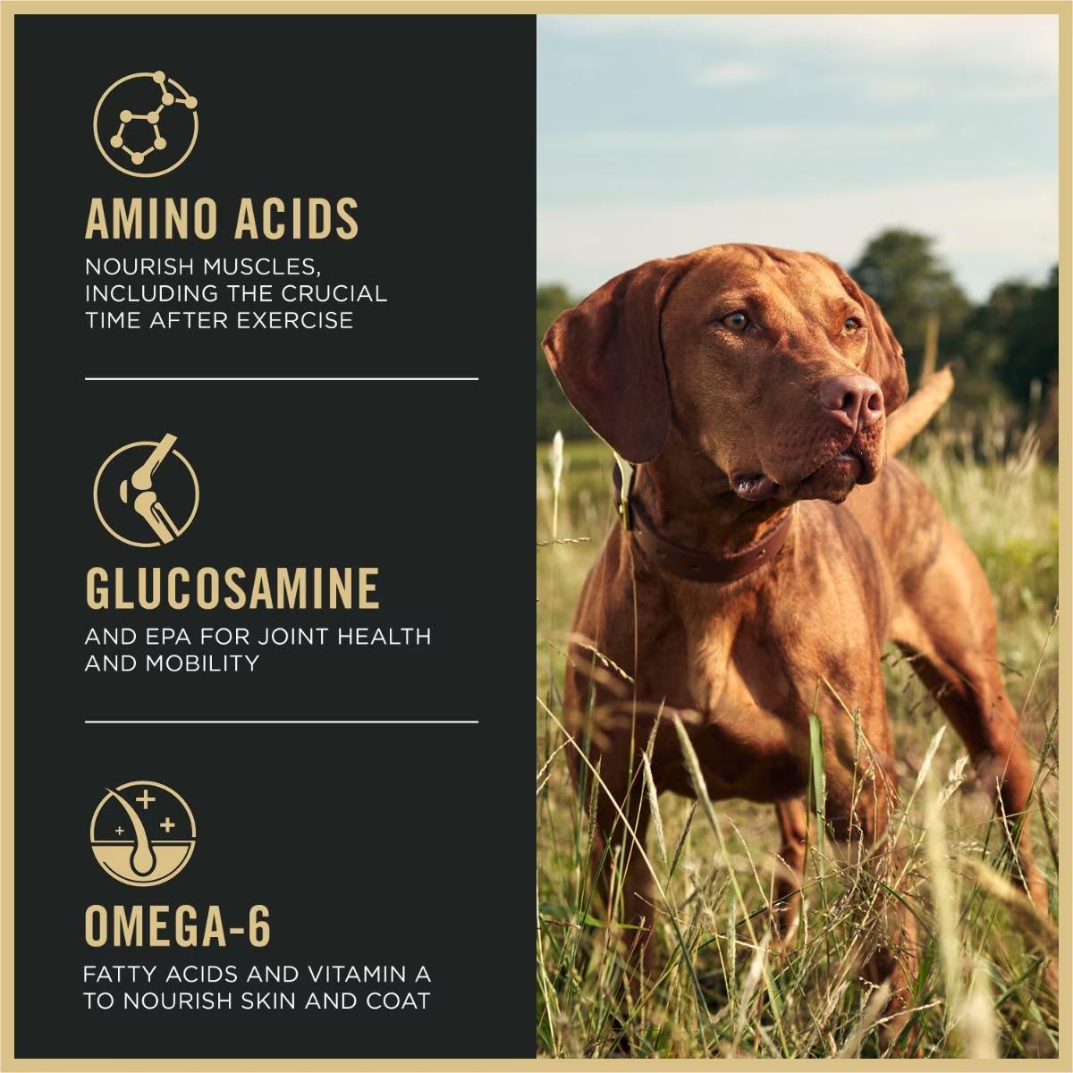 Sport Performance 30/20 Beef & Bison Formula Dry Dog Food - Image 4